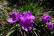 In Söc di Agnei (Cima degli Agnelli), detta anche Cima Camplano (2057 m) il 9 maggio 2015 - FOTOGALLERY